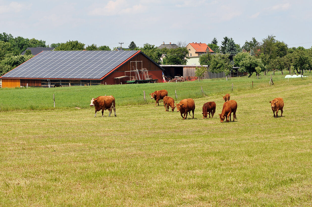 Bauernhof mit Kühe